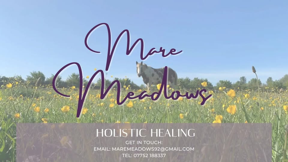 Mare Meadows horse in a sunlit meadow